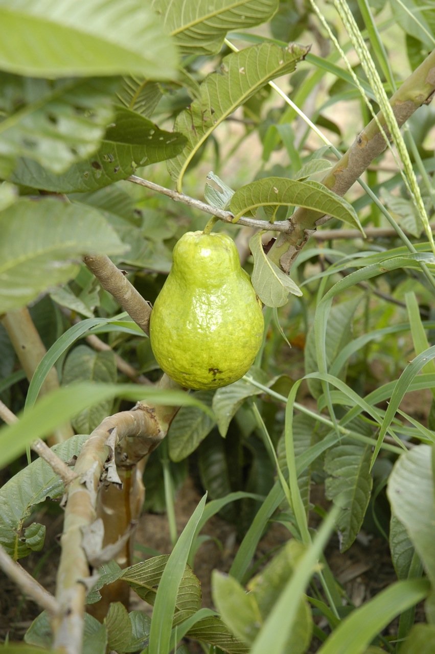 garden pure organic pear tree